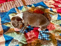 Betty, a female Australian Shepherd for sale in Cub Run, KY – 1 of 3