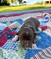 Chilli, a female Australian Shepherd for sale in Cub Run, KY – 3 of 5