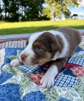 Bamm-Bamm, a male Australian Shepherd for sale in Cub Run, KY – 2 of 5
