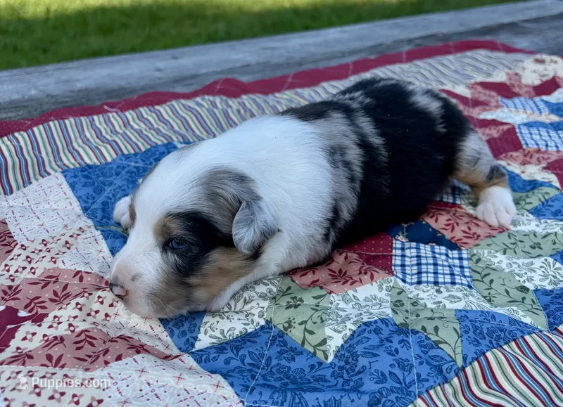 Wilma – Australian Shepherd puppy on hold in Cub Run, KY