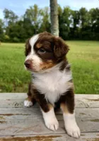 Calypso, a female Australian Shepherd for sale in Cub Run, KY – 4 of 7