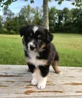 Trixie, a female Australian Shepherd for sale in Cub Run, KY – 1 of 6