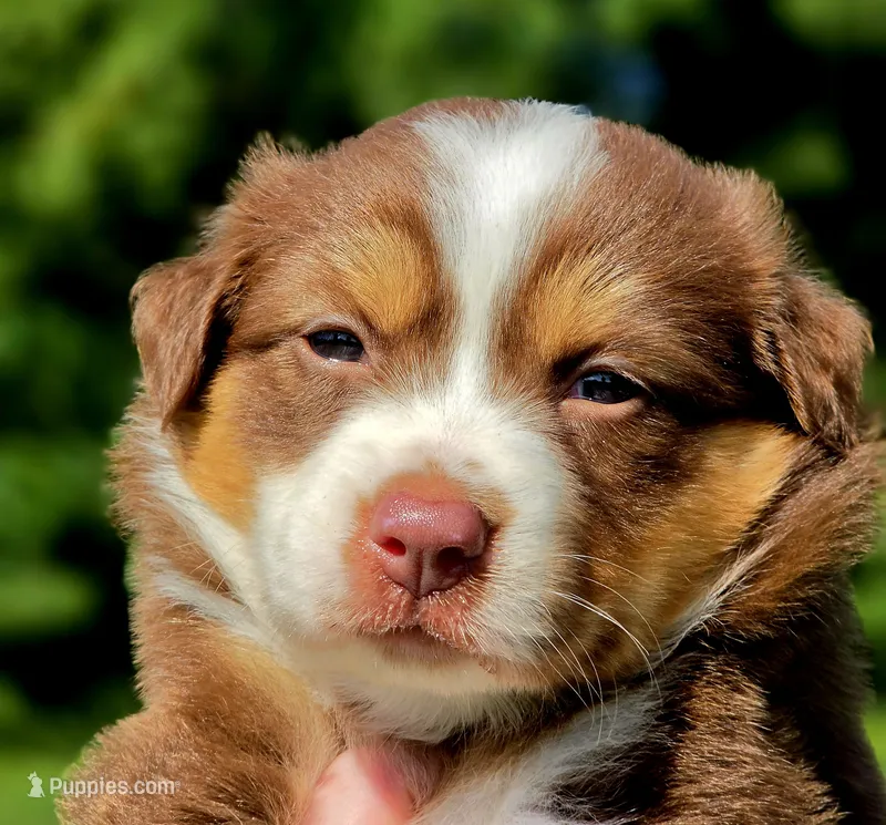Pearl – Australian Shepherd puppy for sale in Cub Run, KY