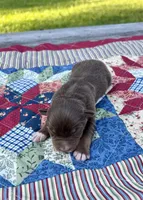 Bingo, a female Australian Shepherd for sale in Cub Run, KY – 2 of 5
