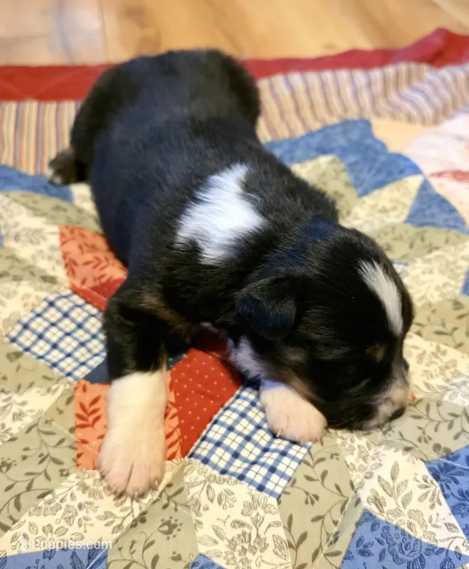 Trixie – Australian Shepherd puppy for sale in Cub Run, KY