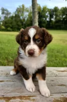 Calypso, a female Australian Shepherd for sale in Cub Run, KY – 3 of 7
