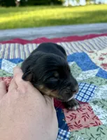 Socks, a male Australian Shepherd for sale in Cub Run, KY – 2 of 4