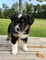 Trixie, a female Australian Shepherd for sale in Cub Run, KY – 2 of 6