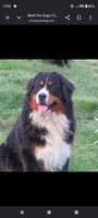 Golden Mountain boy #1 , a male Golden Mountain Dog for sale in Rubicon, WI – 6 of 6