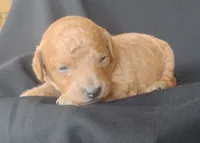 Lance, a male Miniature Goldendoodle for sale in Rubicon, WI – 3 of 4