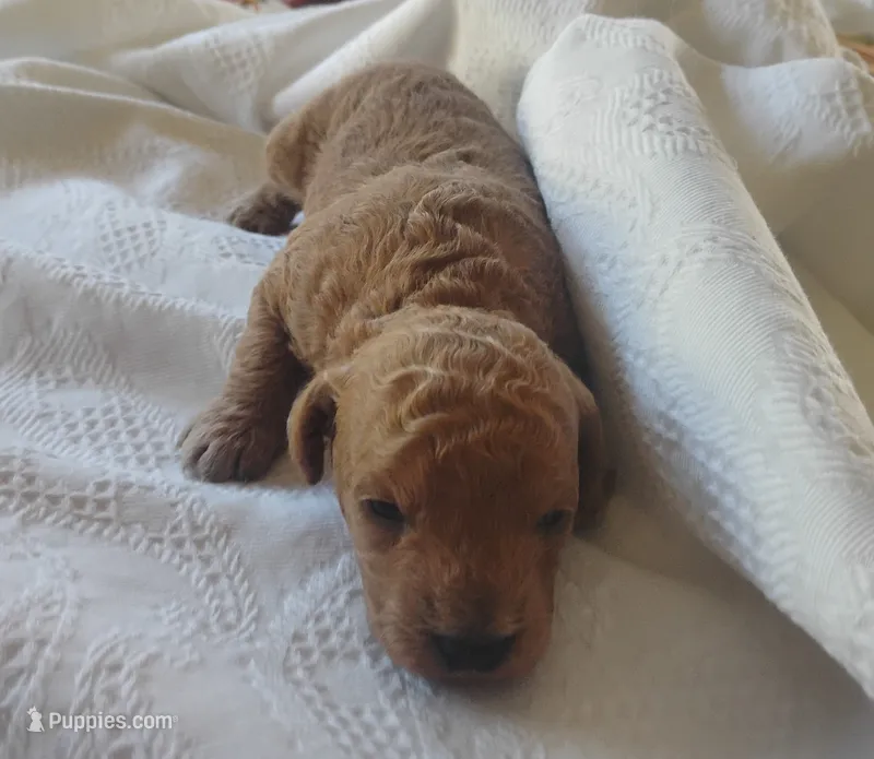 Piston  – Miniature Goldendoodle puppy for sale in Rubicon, WI