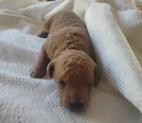 Piston , a male Miniature Goldendoodle for sale in Rubicon, WI – 3 of 5