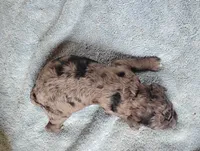 Lilah , a female Miniature Aussiedoodle for sale in Rubicon, WI – 2 of 2