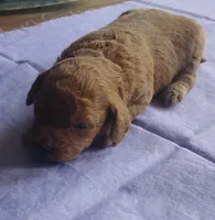 Sienna, a female Miniature Goldendoodle for sale in Rubicon, WI – 5 of 6