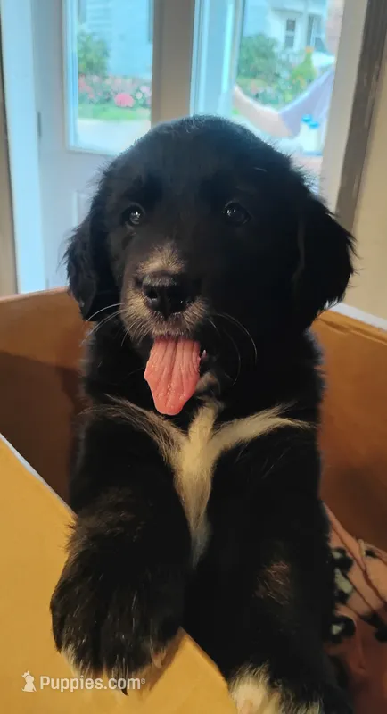 Daffodil (Brindle!) – Bernese Mountain Dog, Golden Retriever puppy for sale in Rubicon, WI