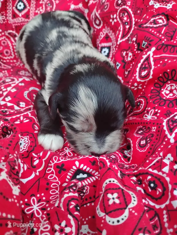  Gemma  – Miniature Aussiedoodle puppy for sale in Rubicon, WI