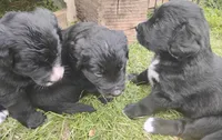 Hollyhock (Brindle!), a female Golden Mountain Dog for sale in Rubicon, WI – 3 of 5