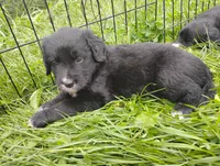 Daffodil (brindle!), a female Golden Mountain Dog for sale in Rubicon, WI – 2 of 6