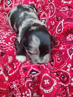 Gemma, a female Poodle - Toy  and Miniature Australian Shepherd for sale in Rubicon, WI – 2 of 2