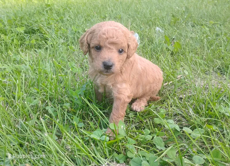 Lance – Miniature Goldendoodle puppy for sale in Rubicon, WI