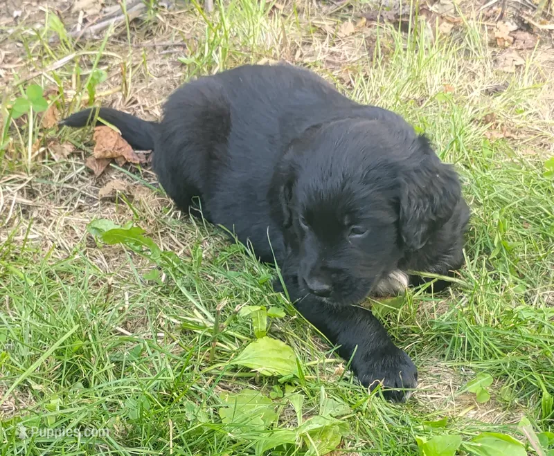 Azalea – Golden Mountain Dog puppy for sale in Rubicon, WI