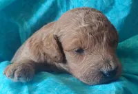 Fluffington, a male Miniature Goldendoodle for sale in Rubicon, WI – 3 of 4