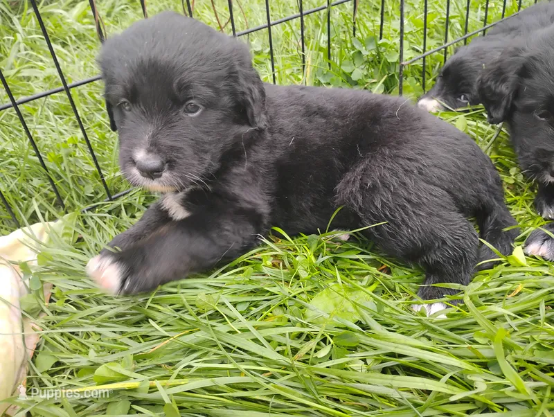 Daffodil (Brindle!) – Bernese Mountain Dog, Golden Retriever puppy for sale in Rubicon, WI