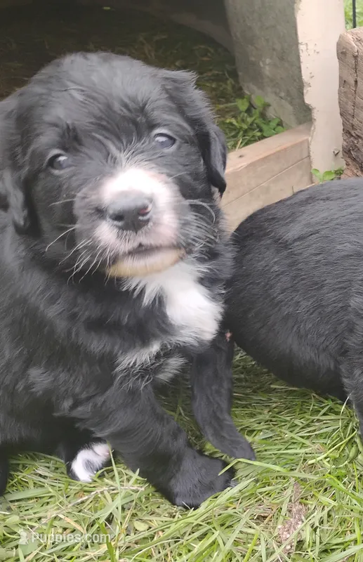 Morning Glory  – Bernese Mountain Dog, Golden Retriever puppy for sale in Rubicon, WI