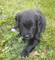Golden Retriever x Bernese , a female Golden Retriever for sale in Rubicon, WI – 1 of 3