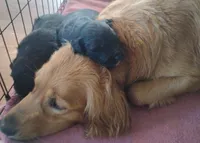Golden Retriever x Bernese , a female Golden Retriever for sale in Rubicon, WI – 3 of 3