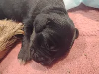 Brindle Golden Mountain girl #3, a female Bernese Mountain Dog and Golden Retriever for sale in Rubicon, WI – 3 of 5