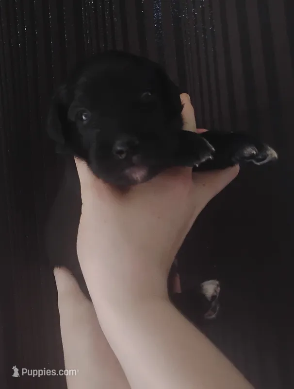 Azaleah- Golden Mountain girl #4 – Golden Mountain Dog puppy for sale in Rubicon, WI