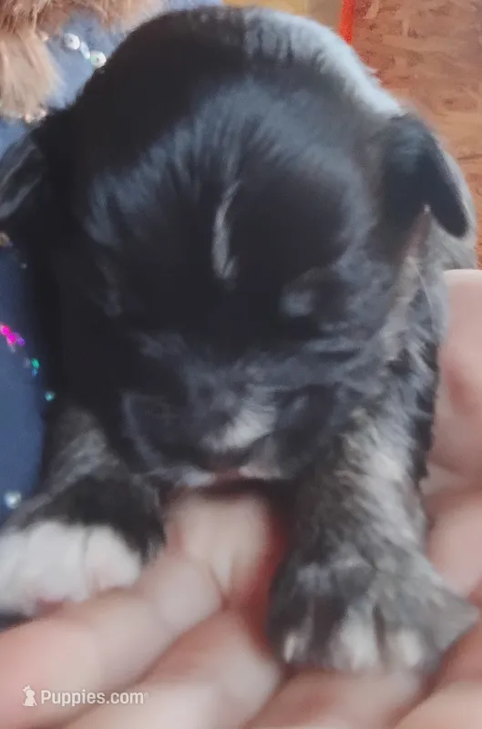Beau  – Miniature Aussiedoodle puppy for sale in Rubicon, WI