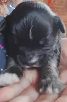 Beau , a male Miniature Aussiedoodle for sale in Rubicon, WI – 1 of 3