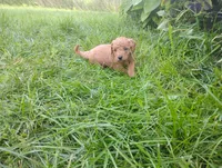 Aspen , a male Golden Retriever and Poodle - Miniature  for sale in Rubicon, WI – 4 of 4