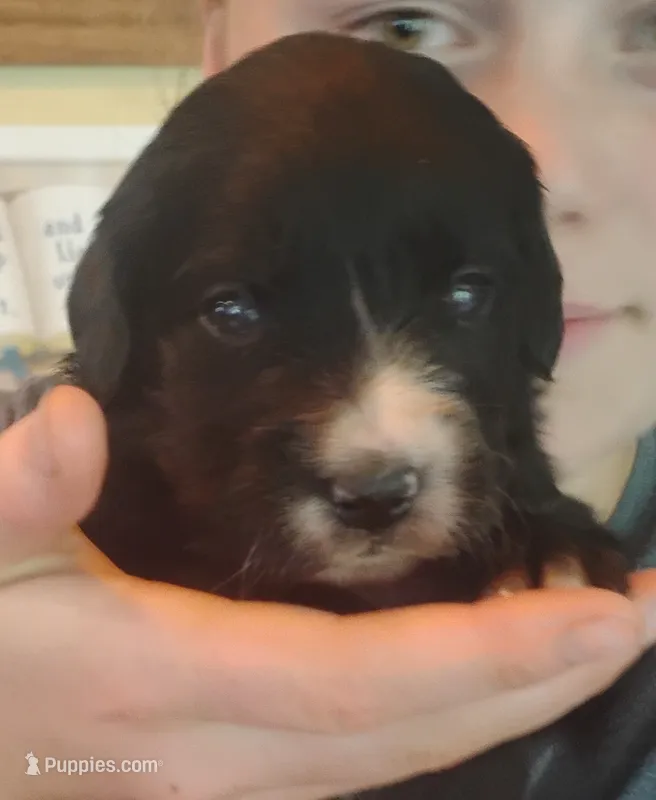 Mala – Golden Mountain Dog puppy for sale in Rubicon, WI