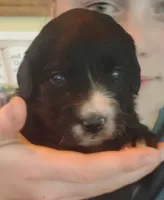 Mala, a female Golden Mountain Dog for sale in Rubicon, WI – 1 of 6