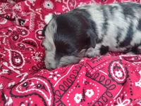  Bella, a female Miniature Aussiedoodle for sale in Rubicon, WI – 2 of 3