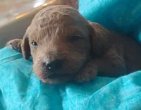 Fluffington, a male Miniature Goldendoodle for sale in Rubicon, WI – 4 of 4