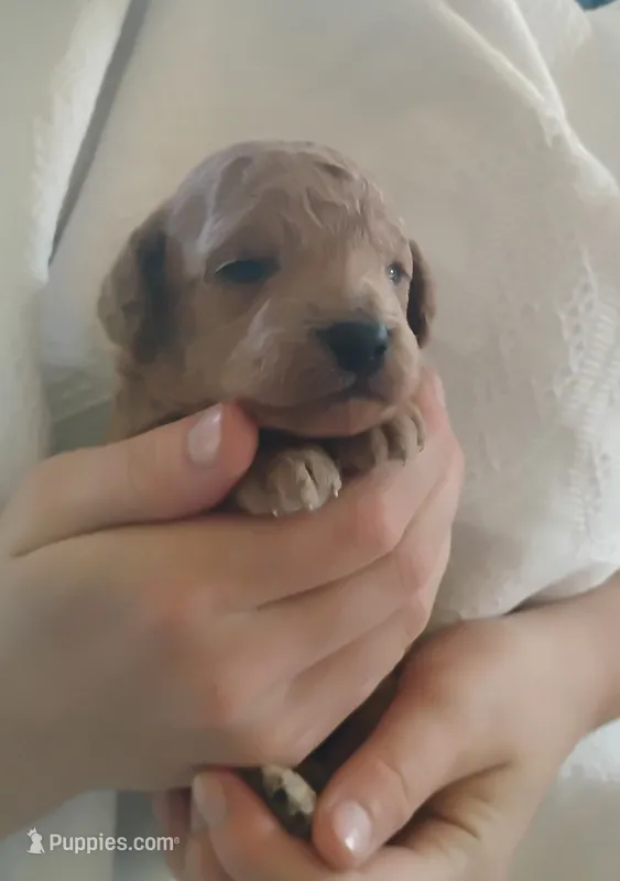 Piston – Poodle - Miniature , Miniature Goldendoodle puppy for sale in Rubicon, WI