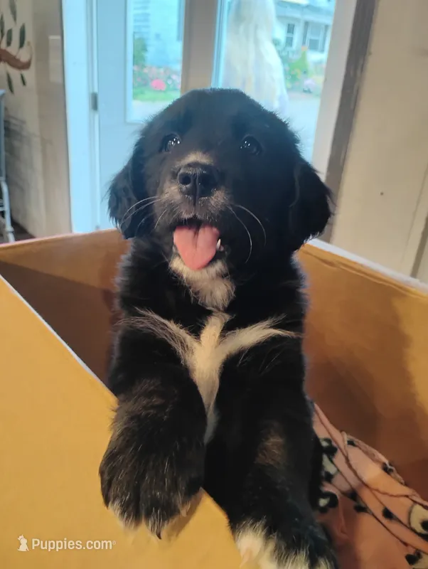 Bernese x Golden Retriever  – Bernese Mountain Dog puppy for sale in Rubicon, WI