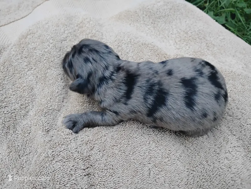 Brielle  – Miniature Aussiedoodle puppy for sale in Rubicon, WI