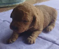 Sienna, a female Miniature Goldendoodle for sale in Rubicon, WI – 4 of 6