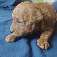 King , a male Miniature Goldendoodle for sale in Rubicon, WI – 6 of 6