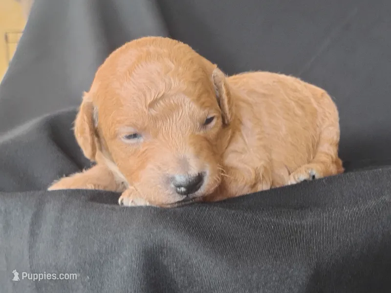 Lance – Miniature Goldendoodle puppy for sale in Rubicon, WI