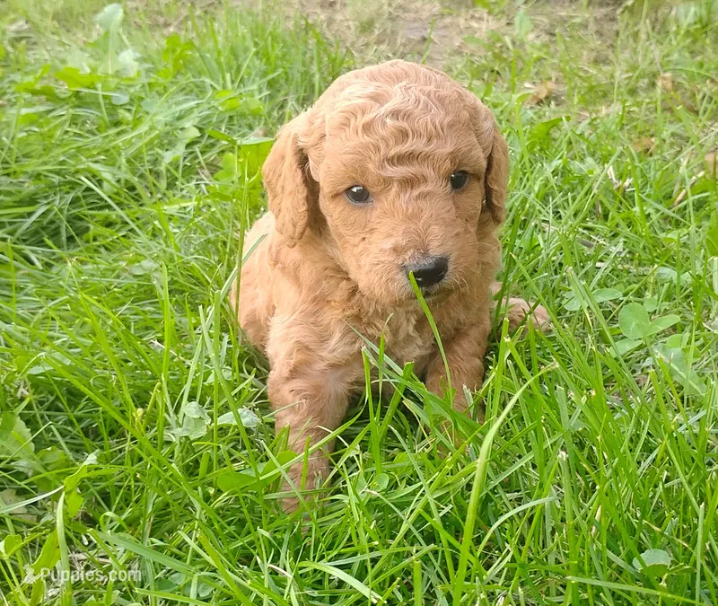 Fluffington – Miniature Goldendoodle puppy for sale in Rubicon, WI