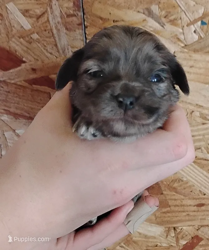 Cupcake – Miniature Aussiedoodle puppy for sale in Rubicon, WI