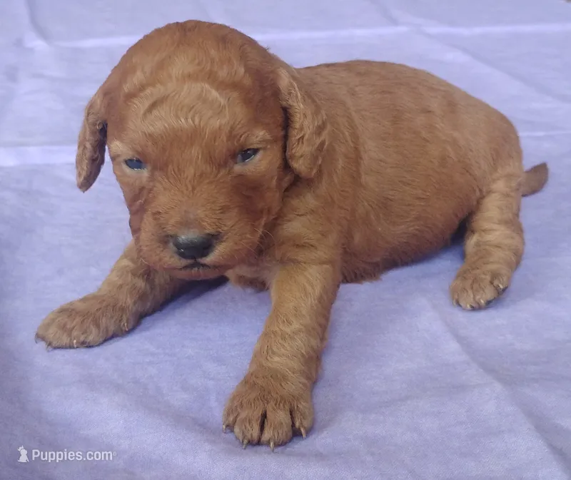 Sienna – Miniature Goldendoodle puppy for sale in Rubicon, WI