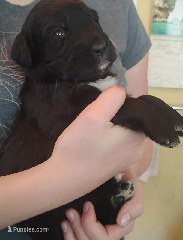 Azalea – Golden Mountain Dog puppy for sale in Rubicon, WI