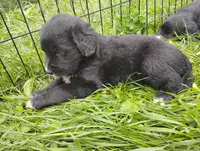 Daffodil (brindle!), a female Golden Mountain Dog for sale in Rubicon, WI – 3 of 6